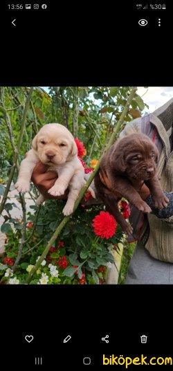 Labrador Yavrusu Almak Istiyorsanız Doğru Adres 5