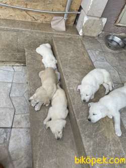 Labrodor Retriever Yavrular 5