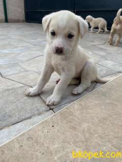 Labrodor Retriever Yavrular 2
