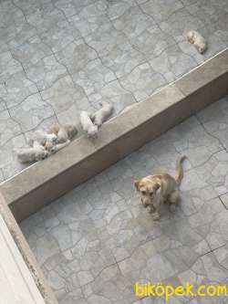 Labrodor Retriever Yavrular 3