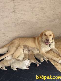 Labrodor Retriever Yavrular 4