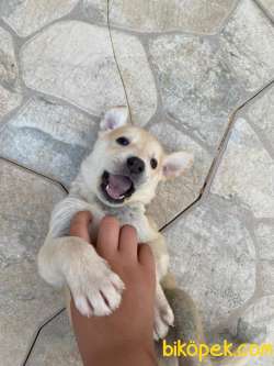 Labrodor Retriever Yavrular 1