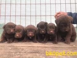 Ücretli Labrodor Retriever  Yavrularımız 3