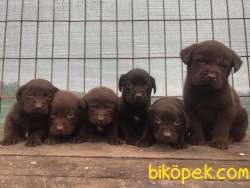 Ücretli Labrodor Retriever  Yavrularımız 1