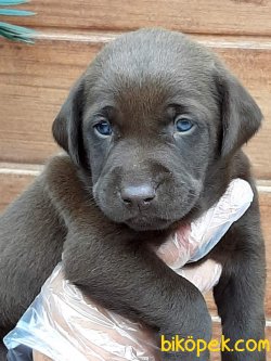 LabSatilik Labrador Retriever Yavruları 4