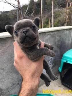Lekesiz Mikro Küçük Boy Frenchbulldog