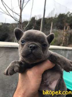 Lekesiz Mikro Küçük Boy Frenchbulldog 2
