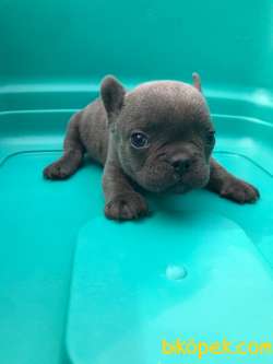 Lekesiz Mikro Küçük Boy Frenchbulldog 3