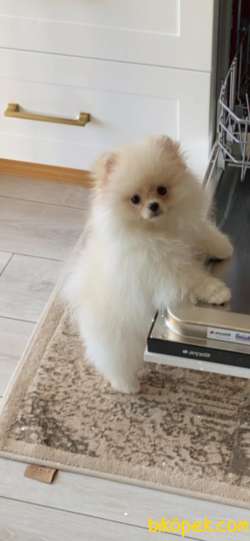 LEO 1