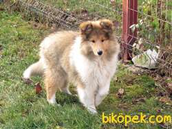 LESSİE KÖPEK YAVRULAR 2