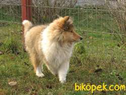 LESSİE KÖPEK YAVRULAR 3