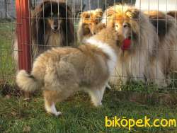 LESSİE KÖPEK YAVRULAR 4