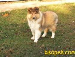 LESSİE KÖPEK YAVRULAR 1