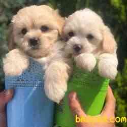 Light Apricot Maltipoo Erkek Yavrularımız 3