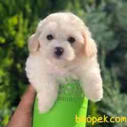 Light Apricot Maltipoo Erkek Yavrularımız 1