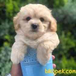 Light Apricot Maltipoo Erkek Yavrularımız 2
