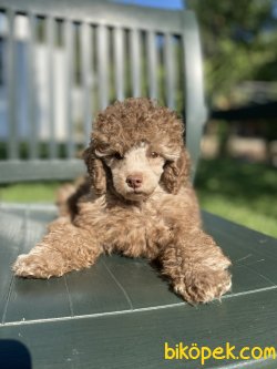 LİLAC POODLE BEBEĞİMİZ NADİR BULUNAN 1