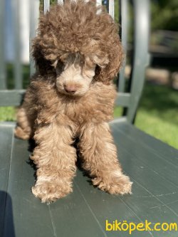 LİLAC POODLE BEBEĞİMİZ NADİR BULUNAN 2
