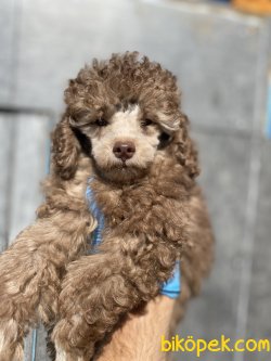 LİLAC POODLE BEBEĞİMİZ NADİR BULUNAN 3