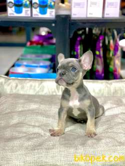 LİLAK TAN FRENCH BULLDOG ERKEK YAVRUMUZ 2