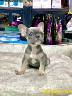 LİLAK TAN FRENCH BULLDOG ERKEK YAVRUMUZ 4