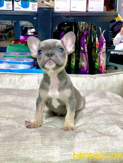 LİLAK TAN FRENCH BULLDOG ERKEK YAVRUMUZ 3