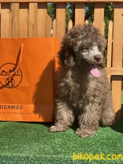 Lillac Nadir Renk Secereli Tattolu Microchipli Toy Poodle 4