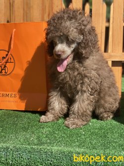 Lillac /silver Nadir Renk Secereli Tou Poodle 4