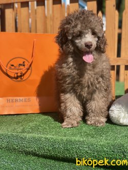 Lillac /silver Nadir Renk Secereli Tou Poodle 1