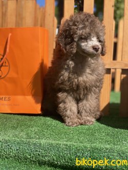 Lillac Silver Show Yarışma Traşlı Toy Poodle Oğlumuz Grey 4