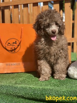 Lillac Silver Show Yarışma Traşlı Toy Poodle Oğlumuz Grey 1