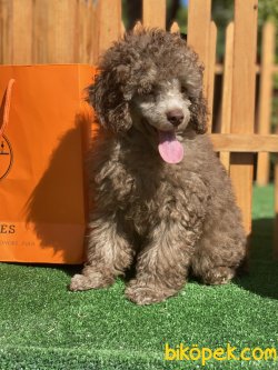 Lillac Silver Show Yarışma Traşlı Toy Poodle Oğlumuz Grey 3