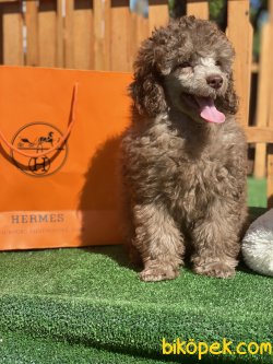 Lillac Silver Show Yarışma Traşlı Toy Poodle Oğlumuz Grey 2