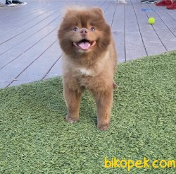 Lillak Rengi En Nadir Renk Boo Pomeranian Köpeğimiz 1