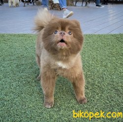 Lillak Rengi En Nadir Renk Boo Pomeranian Köpeğimiz 2