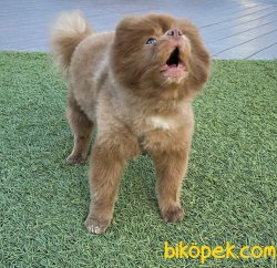 Lillak Rengi En Nadir Renk Boo Pomeranian Köpeğimiz 3