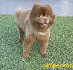 Lillak Rengi En Nadir Renk Boo Pomeranian Köpeğimiz 4