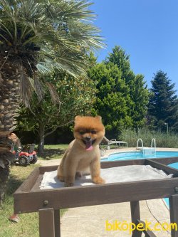 Liss Teddy Bear 2 Kg Pomeranian 2