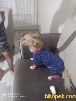 Lokumu Sahiplendirmek Istiyoruz Acil 3