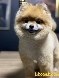 Lolita Boo Pomeranian Kızımız Teddy Bear 4