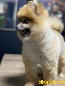 Lolita Boo Pomeranian Kızımız Teddy Bear 3