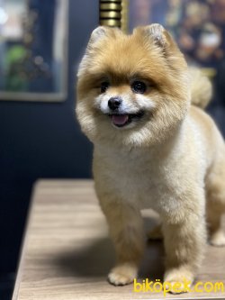 Lolita Boo Pomeranian Kızımız Teddy Bear 5