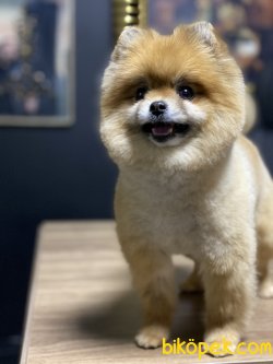 Lolita Boo Pomeranian Kızımız Teddy Bear 1