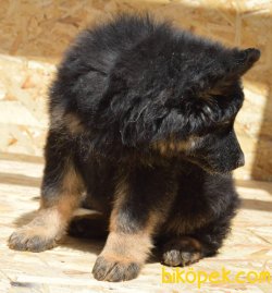 LONG HAIR ALMAN COBAN KOPEKLERIMIZ 2