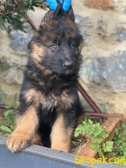 LONG HAİR ALMAN ÇOBAN YAVRULAR 4