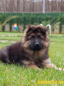 LONG HAİR ALMAN KURDU YAVRULARI 3