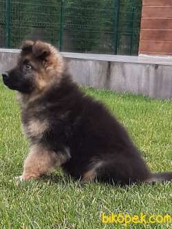 LONG HAİR ALMAN KURDU YAVRULARI 5