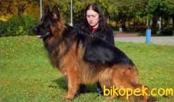 Long Hair Black ALMAN KURDU YAVRULARI 3