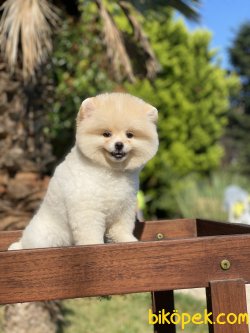 Lori Teddy Bear Pomeranian Orjinal Ayı Surat 2