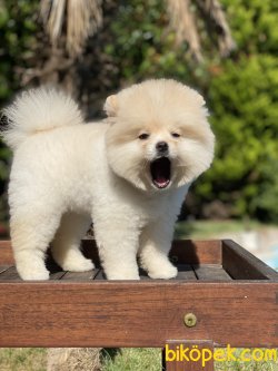 Lori Teddy Bear Pomeranian Orjinal Ayı Surat 1